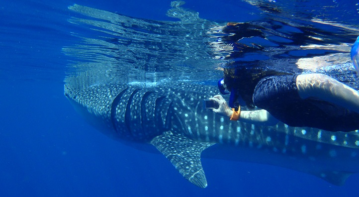 CEMSE AMCS MARS Juvenile Whale Sharks Have Been Discovered Gathering At A Coral Reef