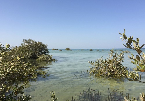 CEMSE CBRC Coastal Creep By Red Sea Mangroves