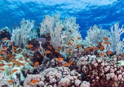 CEMSE CBRC Seeking Adaptation For Corals