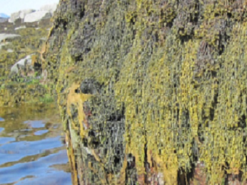 CEMSE CBRC Significance Of Seaweed