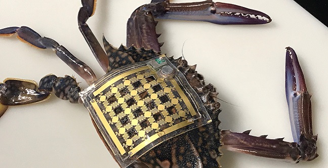 CEMSE EE Flexible Electronic patch recorded crab’s Movements