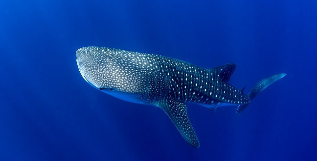 CEMSE STAT Whale Shark