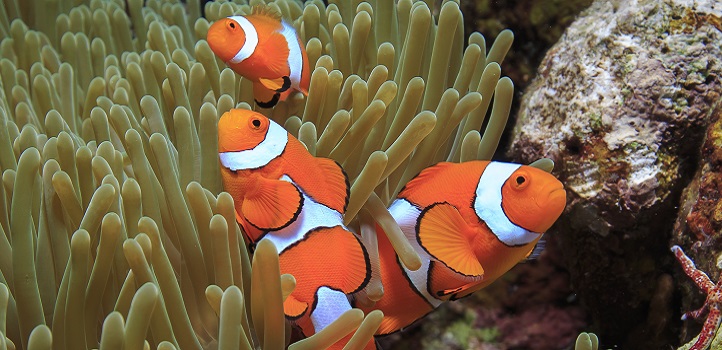 KAUST CEMSE CBRC Finding Nemo's Genes