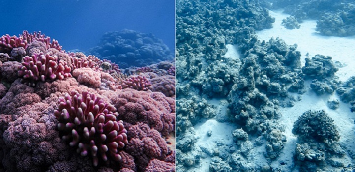 KAUST CEMSE STAT ECRC MARS AMCS ERSE Changing How We Predict Coral Bleaching