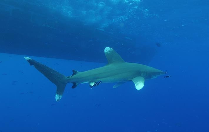 KAUST CEMSE BESE CBRC MARS Industrialised Fishing Overlaps Threaten Shark Hotspots Worldwide