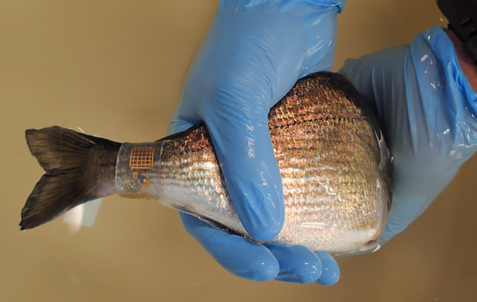KAUST CEMSE EE MMH LABS A Fish Wearing Bluefin Technology