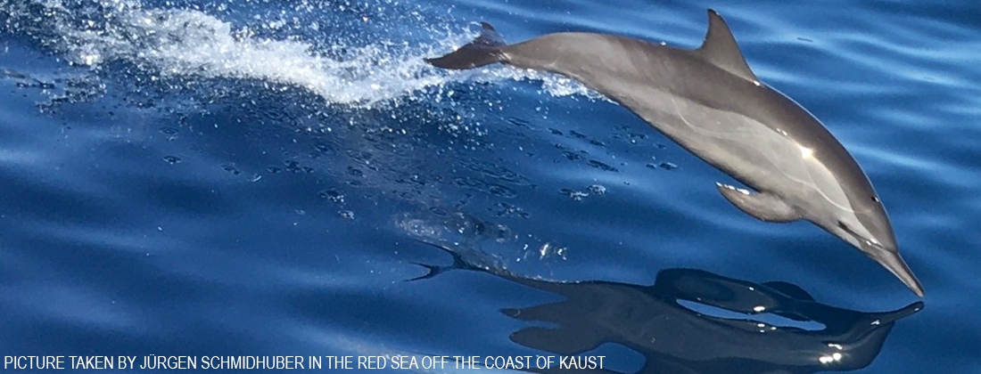 KAUST AI Initiative red sea dolphin