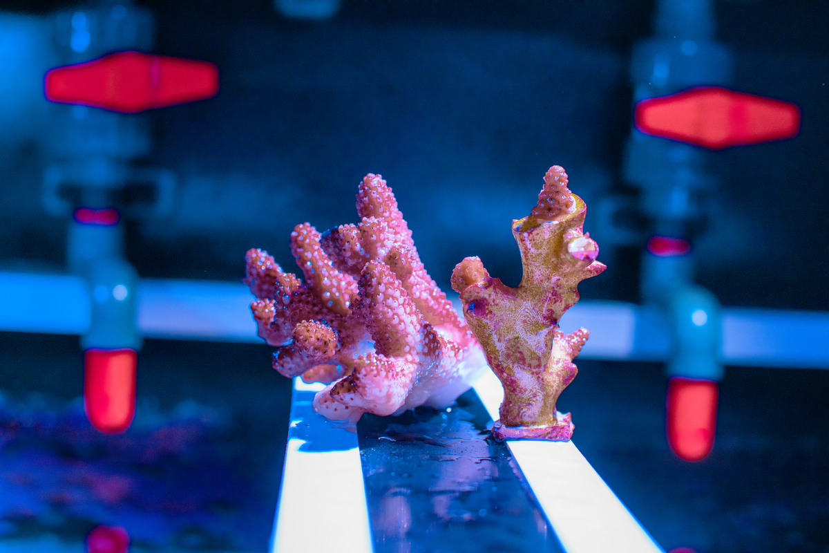 Growing 3D printing other corals