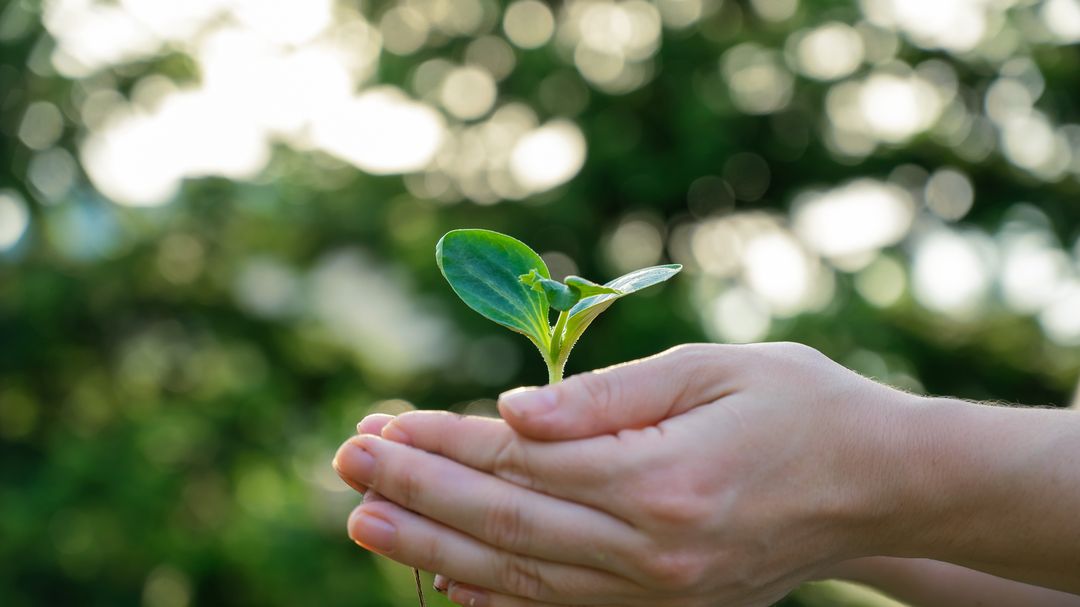 Sustainable Food Security