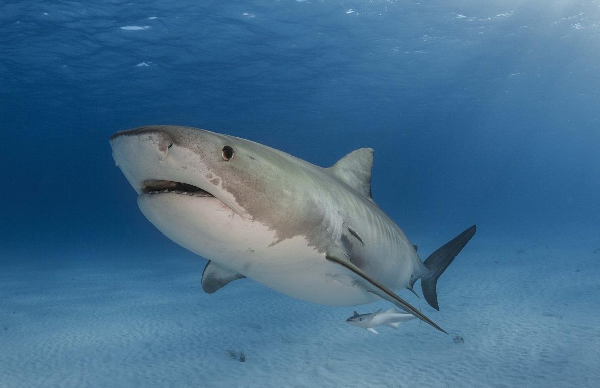 KAUST CEMSE BESE CBRC MARS Tiger Shark 
