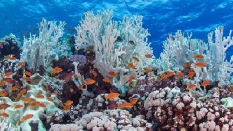 CEMSE CBRC Seeking Adaptation For Corals