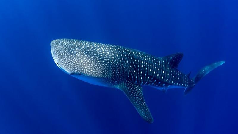 CEMSE STAT Whale Shark