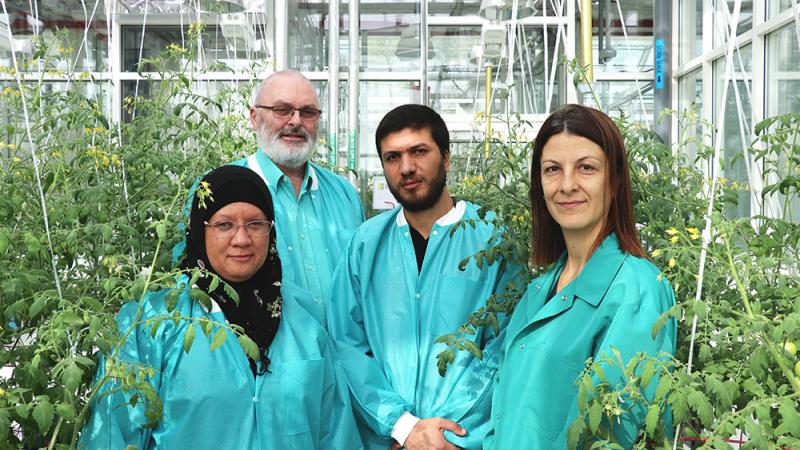 KAUST CEMSE CBRC Simplifying Tomato Research