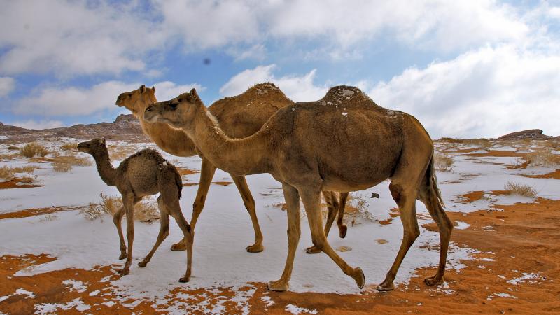 Saudi Arabia Tabuk