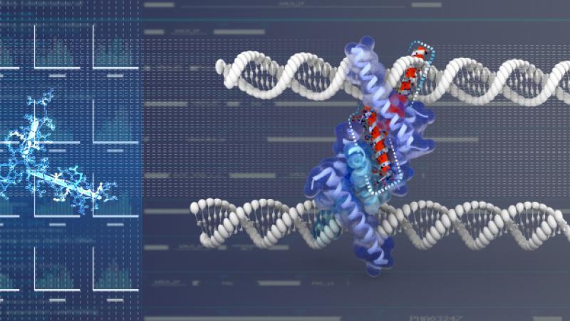 DNA & proteins