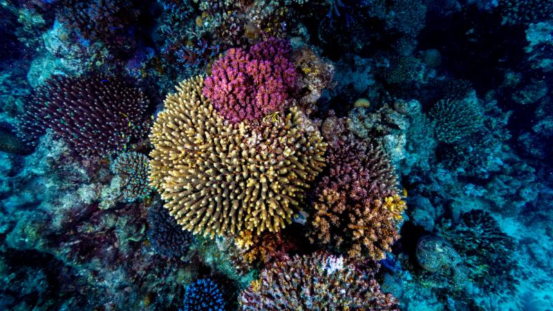 Coral probiotics pictures