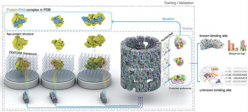KAUST CEMSE CBRC CS STAT SFB Illustration Depicts The Training Strategy And Utilities of NucleicNet