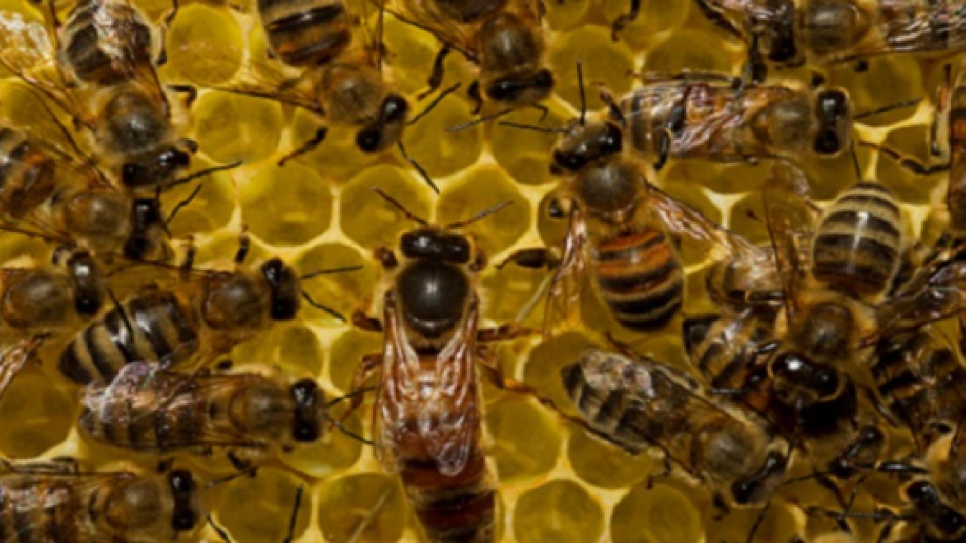CEMSE AMCS Honey Bee Behavior Is In The Genes