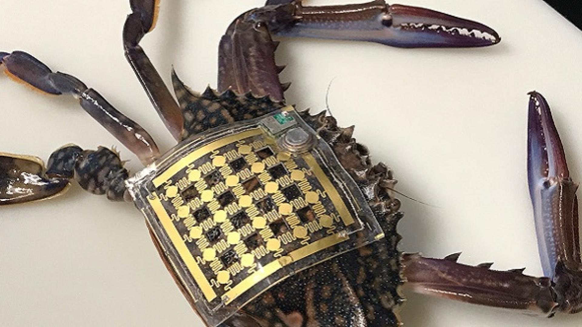 CEMSE EE Flexible Electronic patch recorded crab’s Movements