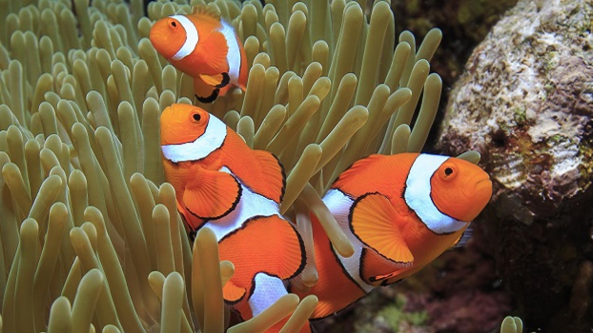 KAUST CEMSE CBRC Finding Nemo's Genes