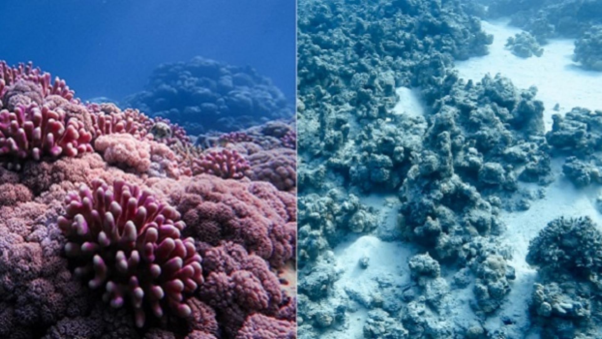 KAUST CEMSE STAT ECRC MARS AMCS ERSE Changing How We Predict Coral Bleaching
