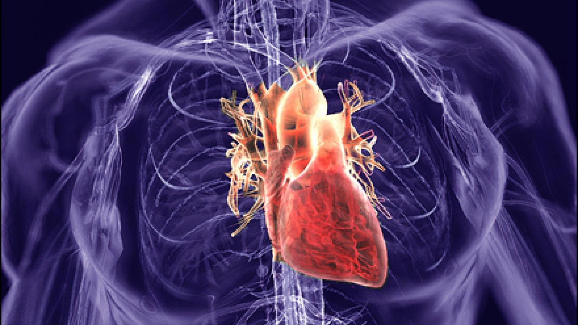 KAUST CEMSE EE SI Heart CardioSystem