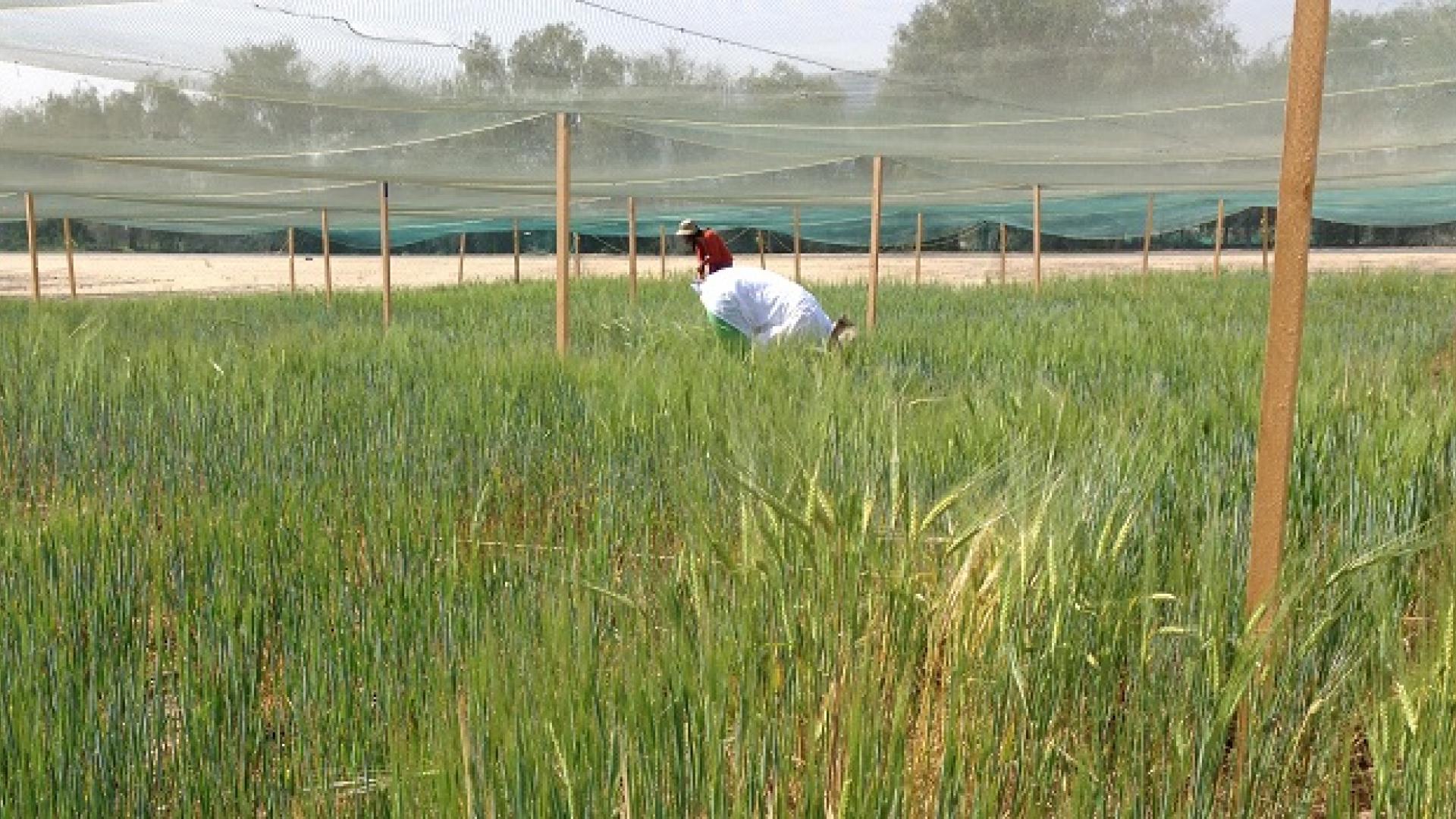 KAUST CEMSE ES STAT AMCS Plant Scientists Collect Data From The Barley Plants