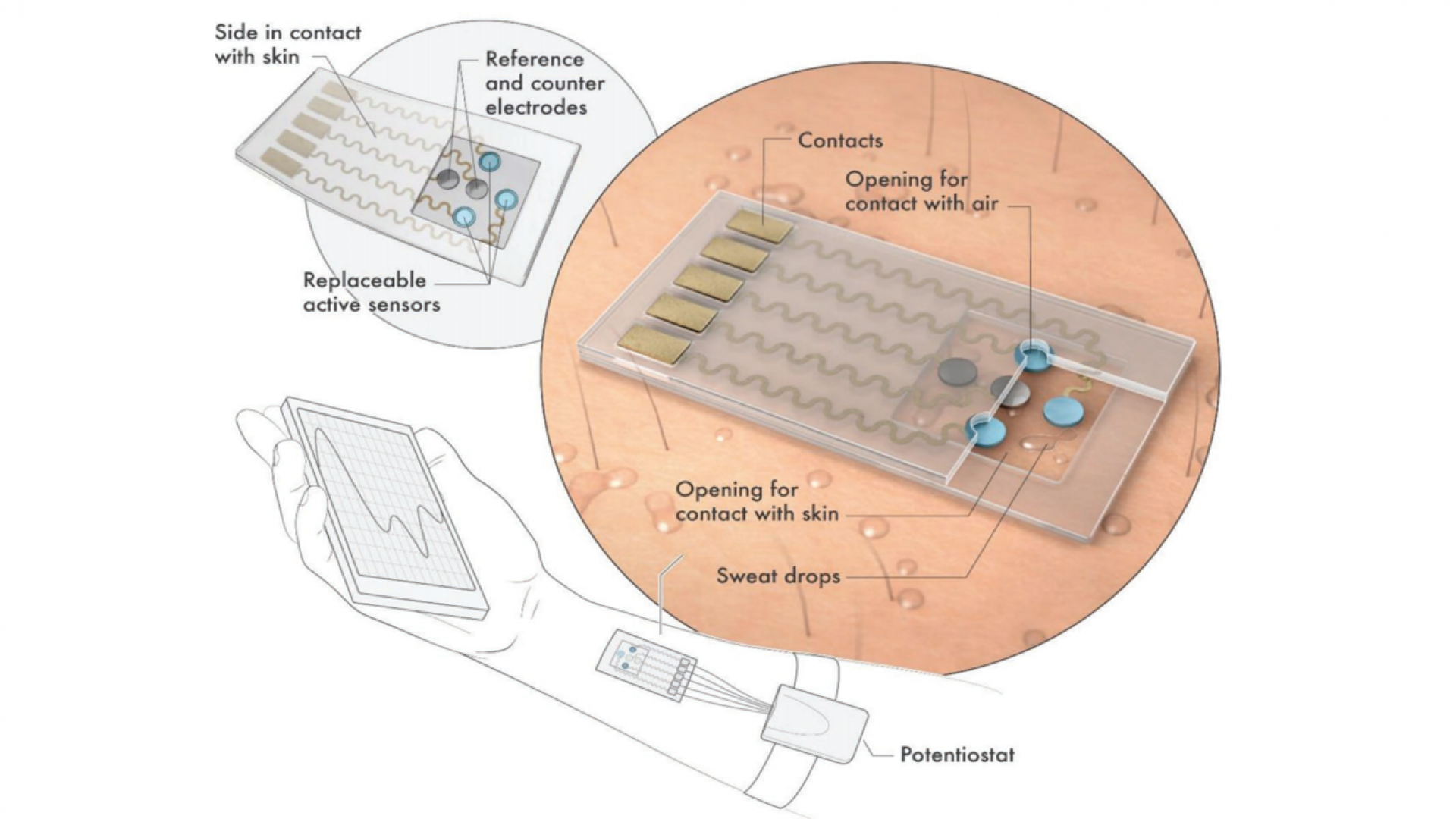 A MXene‐Based Wearable Biosensor System for High‐Performance In Vitro Perspiration Analysis